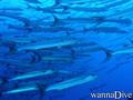 foto de buceo