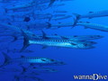 foto de buceo