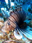 foto de buceo