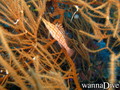 foto de buceo