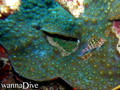 foto de buceo