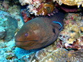 foto de buceo