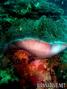 foto de buceo