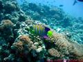 foto de buceo