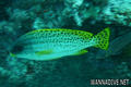 foto de buceo