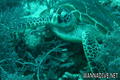 foto de buceo