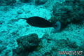 foto de buceo