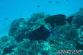 foto de buceo