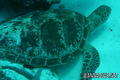 foto de buceo