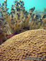 foto de buceo