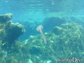 foto de buceo