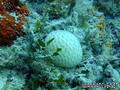 foto de buceo