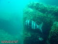foto de buceo
