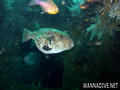 foto de buceo