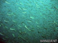foto de buceo
