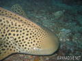 foto de buceo