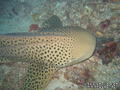 foto de buceo