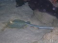 foto de buceo