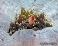 foto de buceo