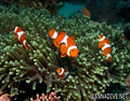 foto de buceo