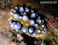 foto de buceo