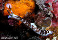 foto de buceo