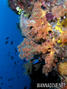 foto de buceo