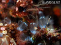 foto de buceo