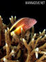 foto de buceo