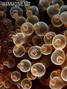foto de buceo