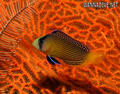 foto de buceo