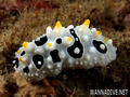 foto de buceo