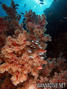 foto de buceo