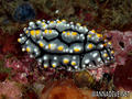 foto de buceo