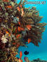 foto de buceo
