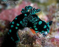 foto de buceo