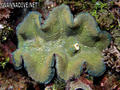 foto de buceo