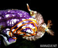 foto de buceo