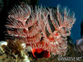 foto de buceo