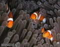 foto de buceo