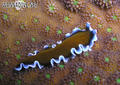 foto de buceo
