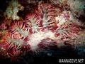 foto de buceo