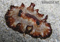 foto de buceo