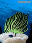 foto de buceo
