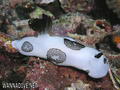 foto de buceo