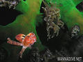 foto de buceo