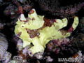 foto de buceo
