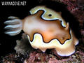 foto de buceo