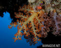 foto de buceo