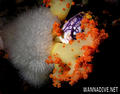 foto de buceo